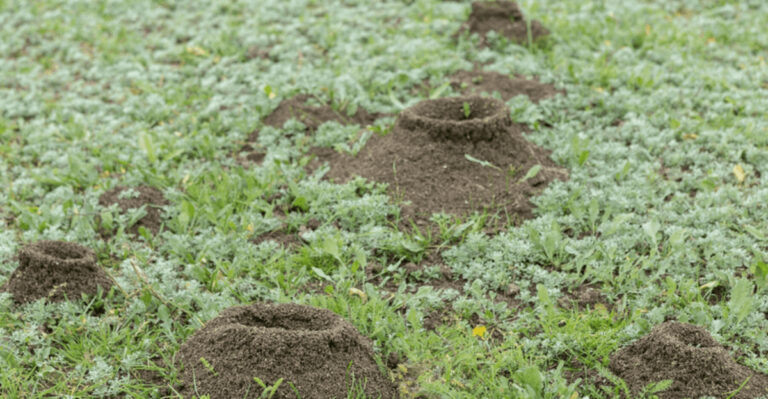 Why Your Yard Is Covered in Ant Hills – Causes and Solutions You Need to Know