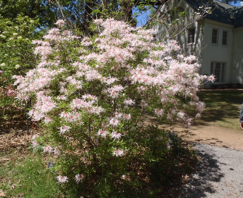 Wild Azalea (Rhododendron canescens)