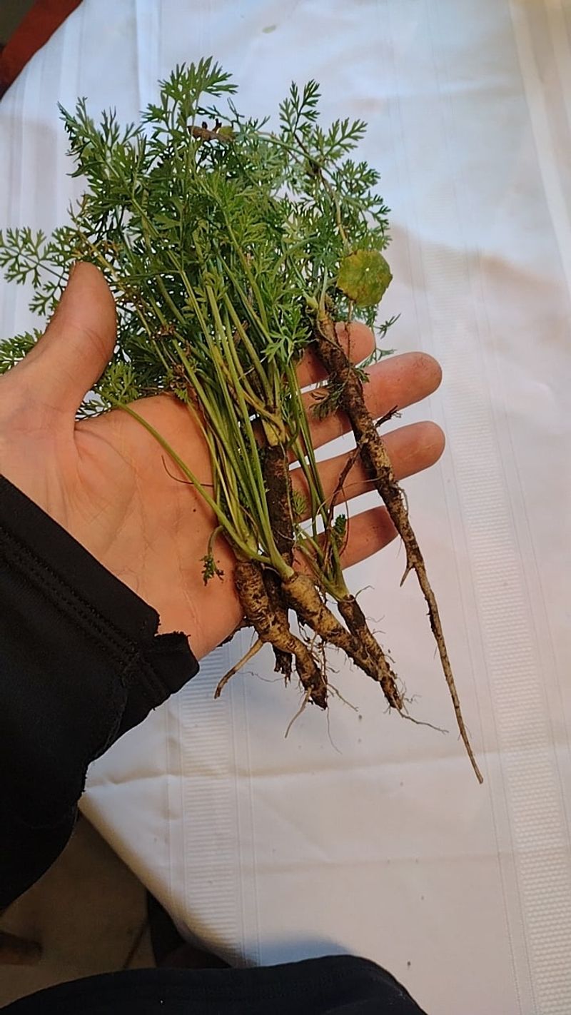 Wild Carrot