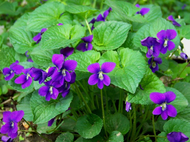 Wild Violet