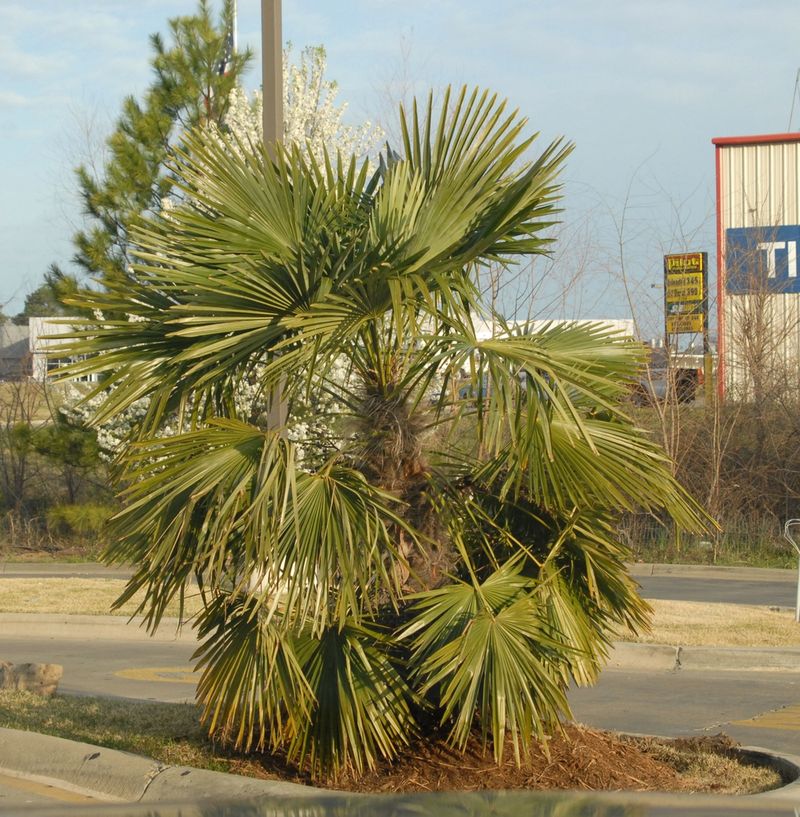 Windmill Palm (Trachycarpus fortunei)