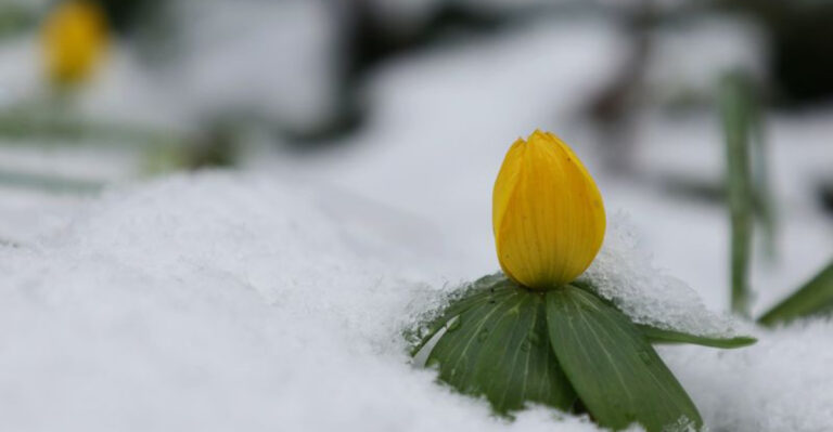 Winter Bulbs: Expert Planting and Care Tips for Stunning Blooms