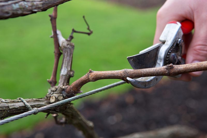 Winter Pruning