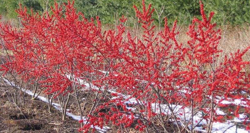 Winterberry