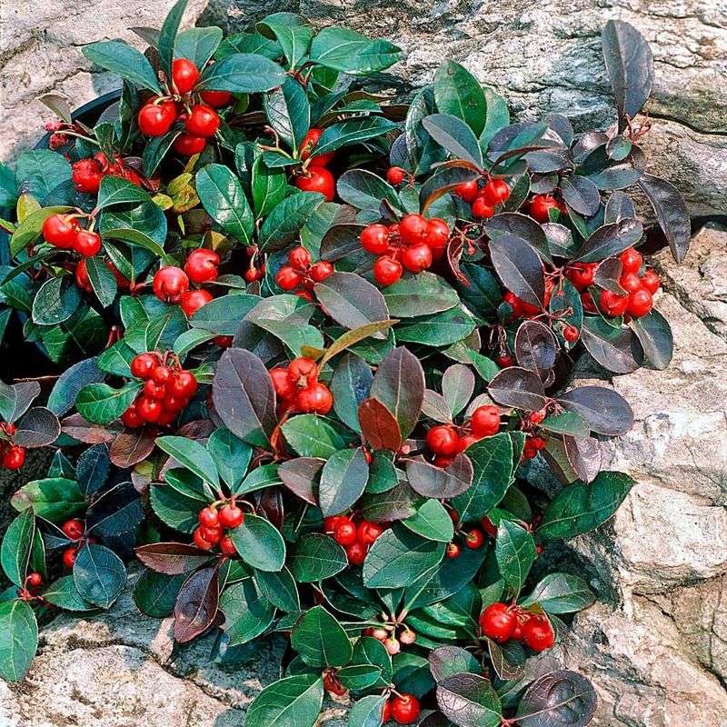 Wintergreen (Gaultheria procumbens)