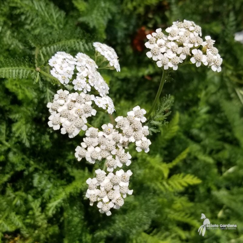 Yarrow (Achillea millefolium)