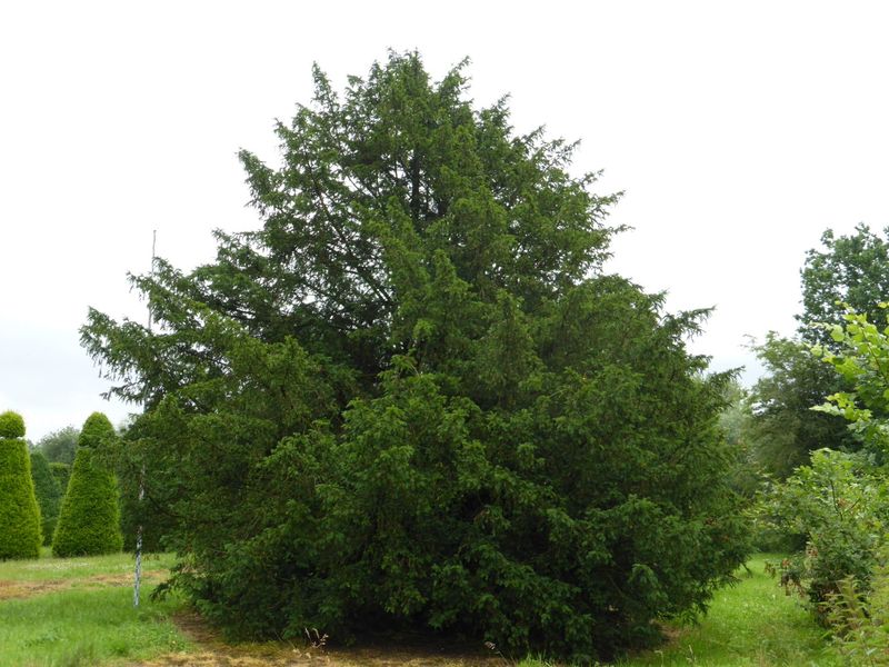 Yew Tree (Taxus baccata)