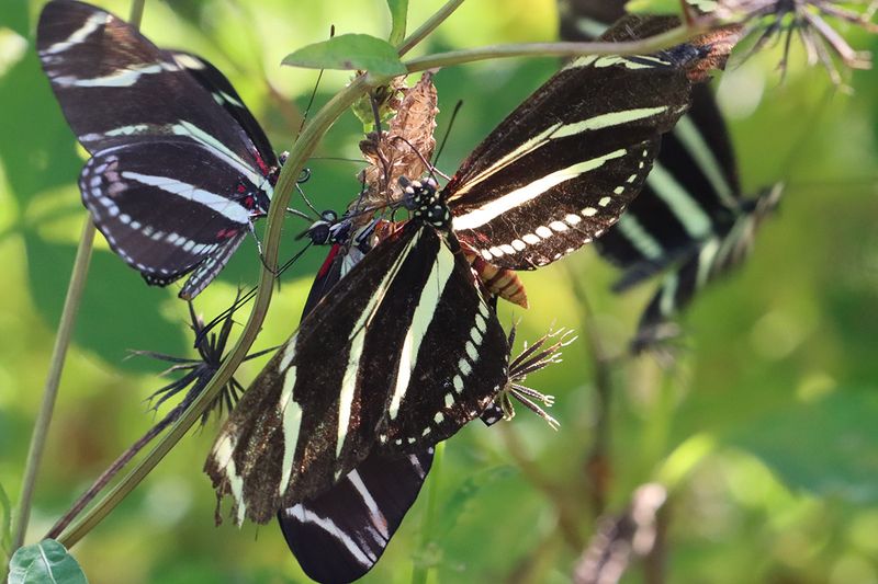 Zebra Longwing