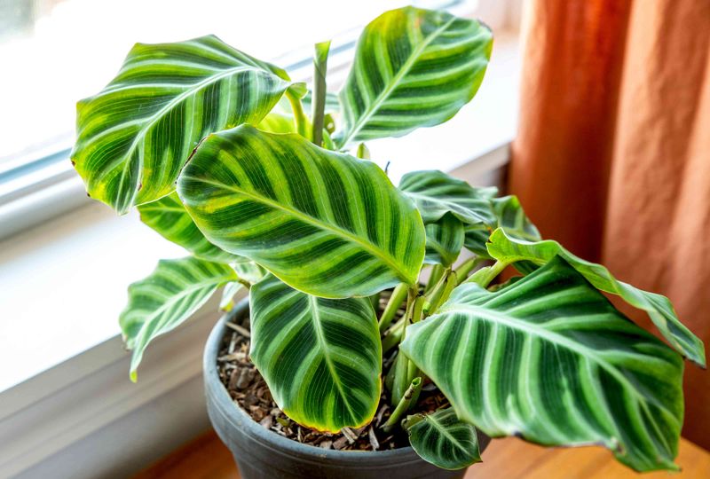 Zebra Plant (Calathea)