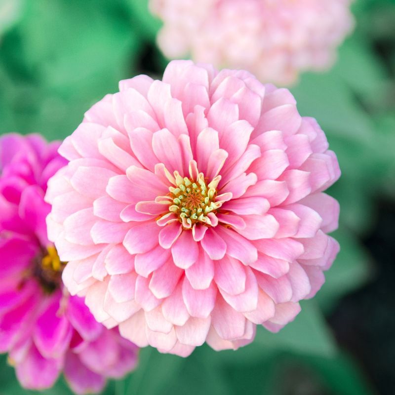 Zinnias