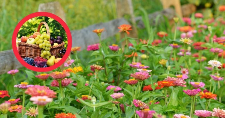 Zinnias and Fruit: A Planting Pair to Avoid