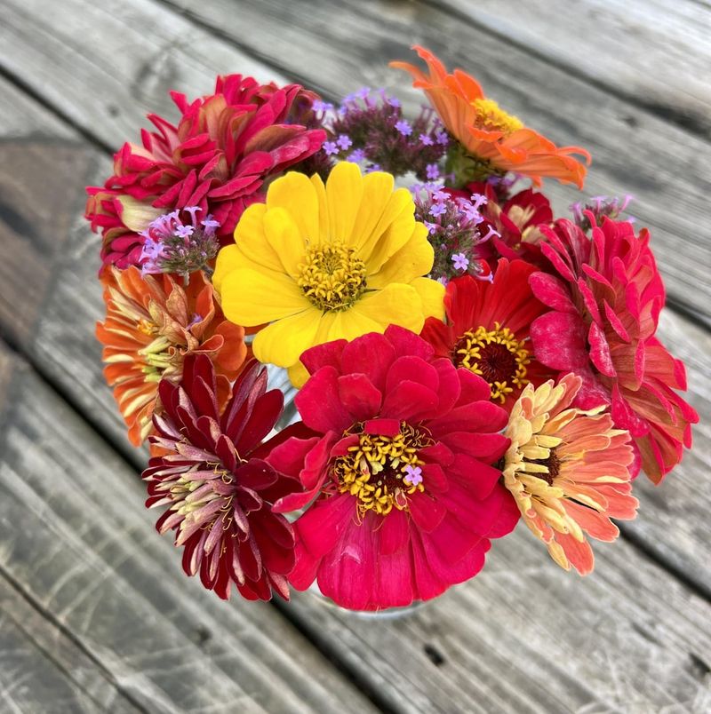 Zinnias and Verbena