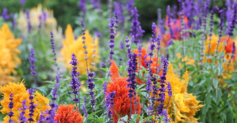10 Beautiful Flowers That Thrive Alongside Celosia in Your Garden