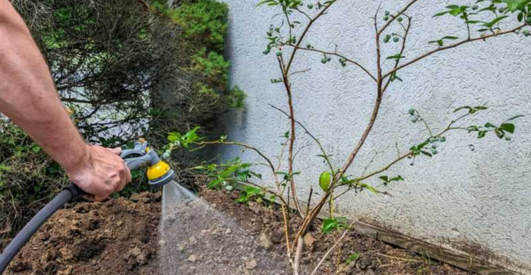 10 Best Tips for Watering Blueberry Bushes to Maximize Fruit Production