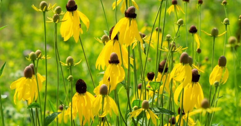 10 Easy Tricks to Keep Your Beautiful Coneflowers Blooming Every Year