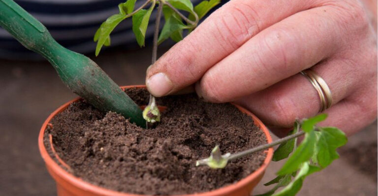 10 Easy Ways to Propagate Clematis for a Gorgeous Garden