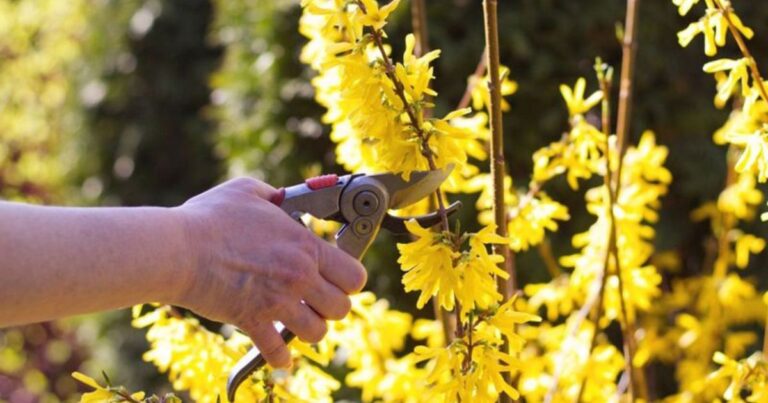 10 Flowering Shrubs You Must Prune Before Winter Ends for Maximum Blooms
