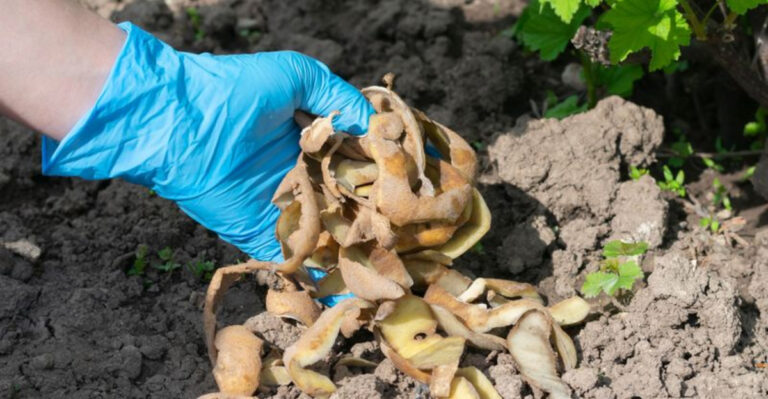 10 Funky Fertilizer Tricks Using Kitchen Scraps