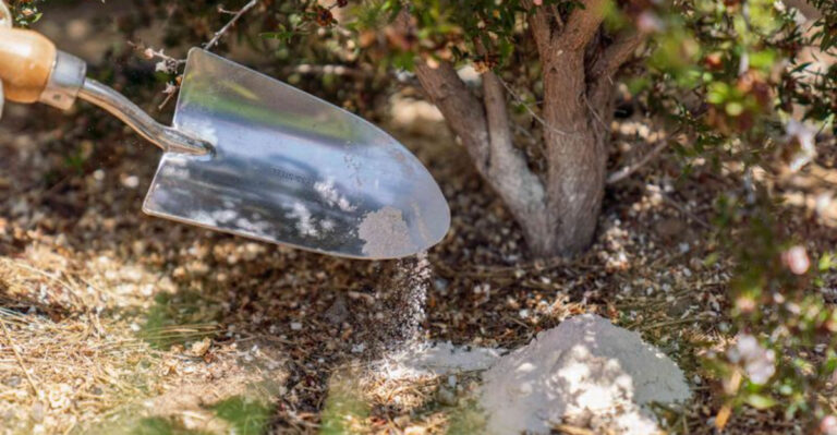 10 Important Soil Ingredients You Should Add To Your Raised Beds