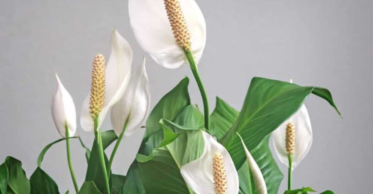 10 Popular Houseplants That Are Surprisingly Polluting Your Air