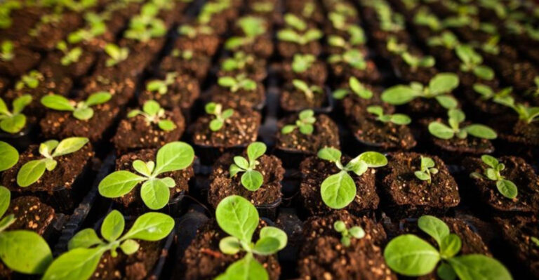 10 Quick Hacks for Faster, Stronger Seedlings