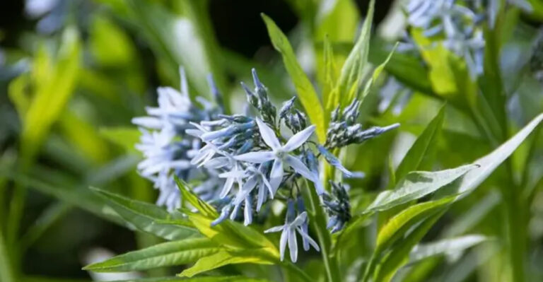 10 Reasons Bluestar Should Be Your Next Go-To Garden Plant