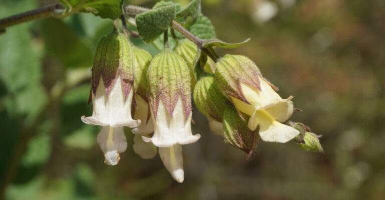 10 Reasons Lepechinia Deserves a Spot in Your Garden