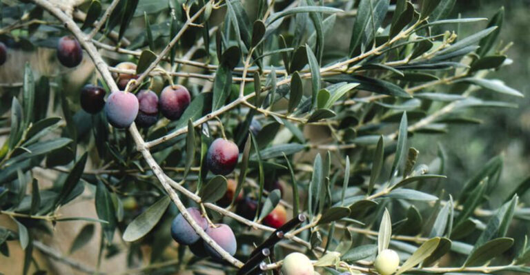 10 Stunning Edible Evergreens You Can Grow for a Year-Round Harvest