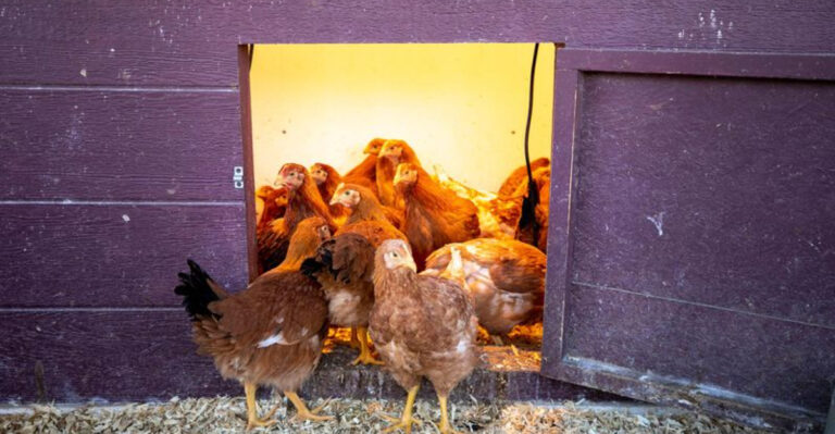 10 Things You’re Doing That Your Backyard Chickens Absolutely Hate