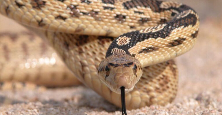 10 Venomous Snakes You Might Encounter in Your Yard – What You Need to Know
