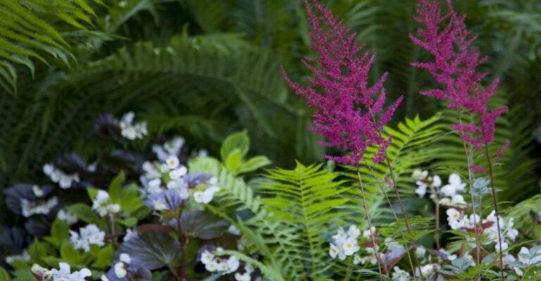 11 Best Companion Plants for Hardy Fern Ground Cover in Shady Areas