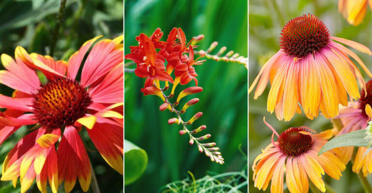 11 Breathtaking Perennial Flowers That Bloom in Vibrant Shades of Orange, Red, and Gold
