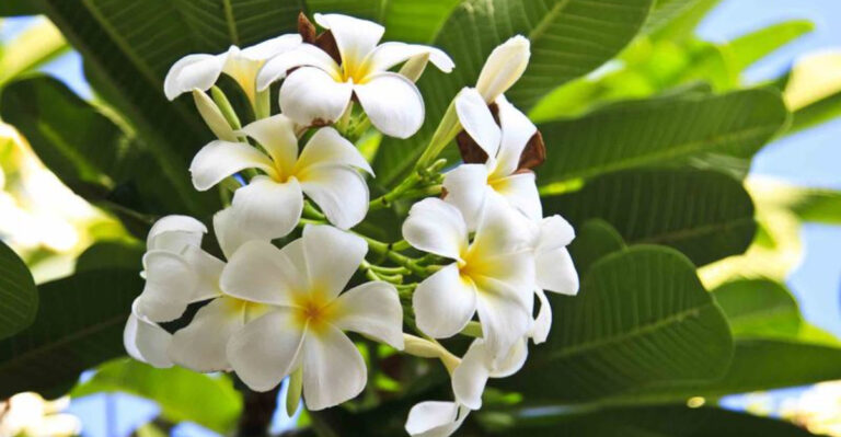 11 Expert Tips for Planting and Growing a Gorgeous Plumeria Tree