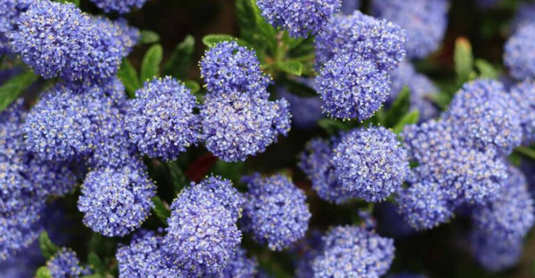11 Must-Know Tips for Growing Stunning Ceanothus in Your Garden