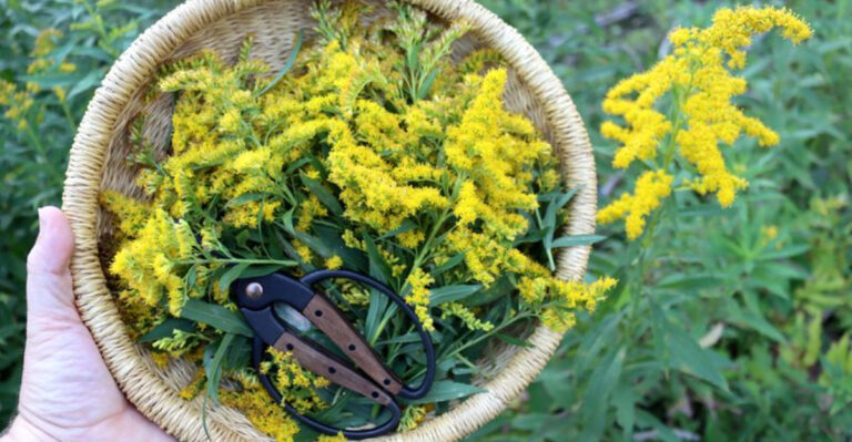 11 Surprising Benefits of Planting Goldenrod in Your Yard