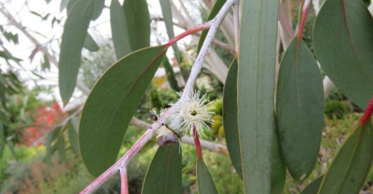 12 Eucalyptus Growing Mistakes You Don’t Realize You’re Making – And How to Fix Them!