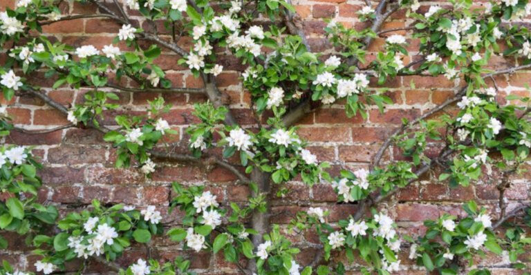 12 Expert Tips for Espaliering Trees and Plants Like a Pro