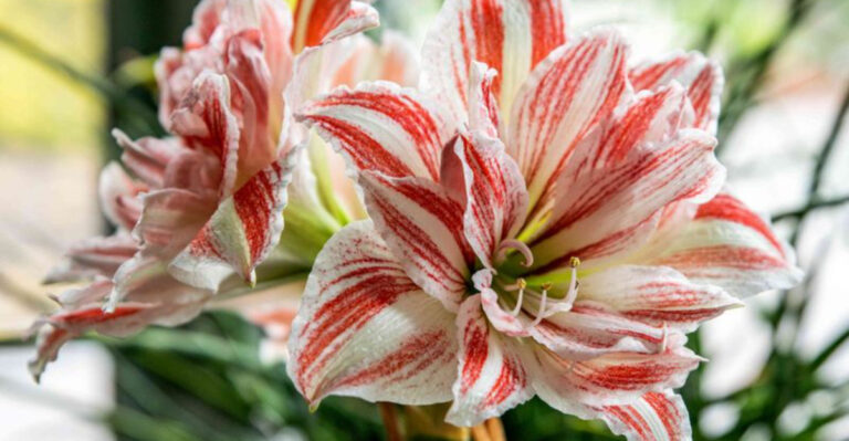 12 Fertilizing Tricks to Make Your Amaryllis Bloom Like Never Before