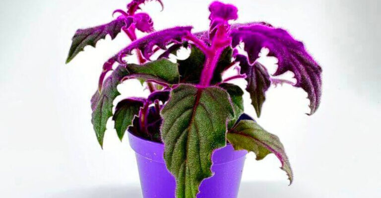 12 Hard-to-Find Houseplants That Will Take Your Indoor Jungle to the Next Level