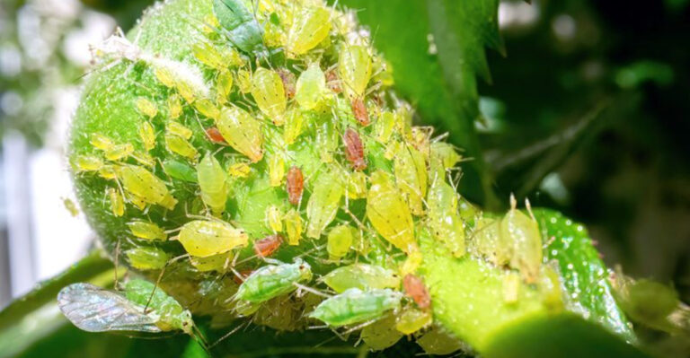 12 Sneaky Citrus Tree Pests That Could Wreak Havoc in Your Garden