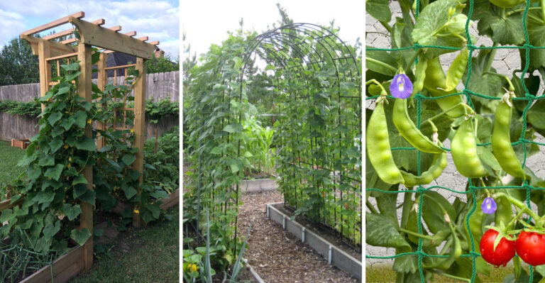 13 Best Vegetables To Grow On A Trellis