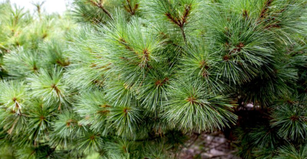 13 Popular Evergreen Trees That Seem Like a Good Idea—Until They Take Over Your Yard