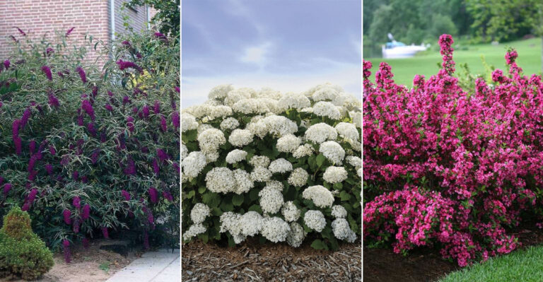 13 Rapid-Growing Shrubs for an Effortlessly Lush Garden