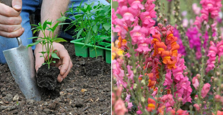 14 Common Mistakes People Make When Growing Snapdragons
