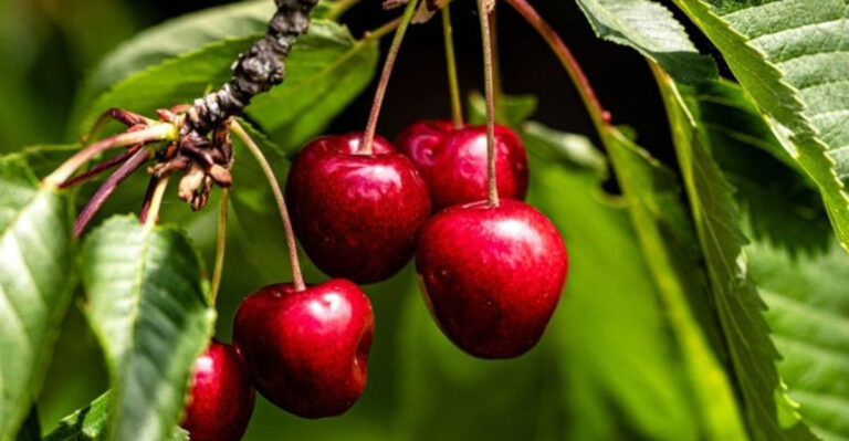 14 Fruit Trees You Should Never Grow in Your Yard
