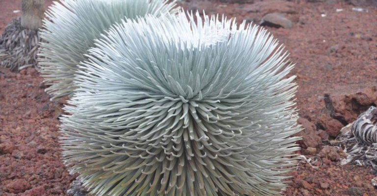 14 Plants So Unique They Seem Unreal