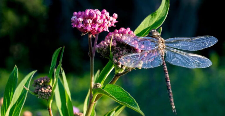 14 Simple Ways to Attract Dragonflies to Your Yard—And Why You’ll Love the Results