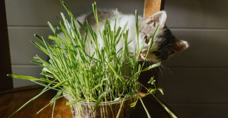 15 Beautiful and Low-Maintenance Houseplants That Are Safe for Pets