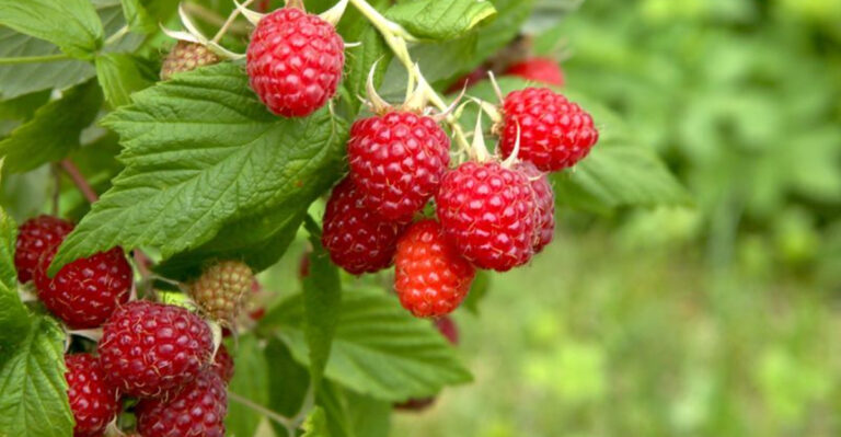 15 Berry Bushes You Should Prune in February