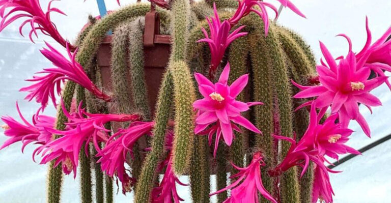 15 Cactus Plants With Pink Flowers